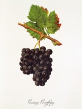 Ampelograhie. grape variety science. oenology. viticulture. grape. vine. Gamay Geoffray grape.