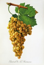 Ampelograhie. grape variety science. oenology. viticulture. grape. vine. General de la Marmora