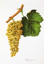 Ampelograhie. grape variety science. oenology. viticulture. grape. grapevine. grape cleaning