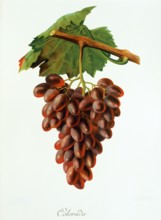 Ampelograhie. grape variety science. oenology. viticulture. grape. grapevine. Colorada grape.