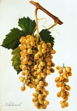 Ampelograhie. grape variety science. oenology. viticulture. grape. grapevine. Nebelescol grape.