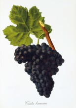 Ampelograhie. grape variety science. oenology. viticulture. grape. vine. Tinta Lameira grape.
