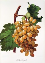 Ampelograhie. grape variety science. oenology. viticulture. grape. vine. Schiradzouli grape.