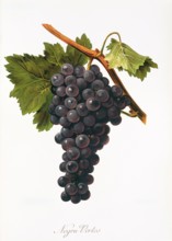 Ampelograhie. grape variety science. oenology. viticulture. grape. vine. Negru Vertos grape.