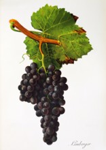 Ampelograhie. grape variety science. oenology. viticulture. grape. vine. Limberger grape. digitally