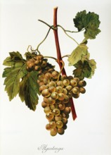 Ampelograhie. grape variety science. oenology. viticulture. grape. vine. Agostenga grape. digitally