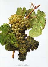 Ampelograhie. grape variety science. oenology. viticulture. grape. vine. Aubin Blanc grape.