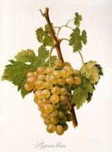 Ampelograhie. grape variety science. oenology. viticulture. grape. vine. Lignan Blanc grape.