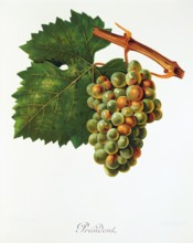 Ampelograhie. grape variety science. oenology. viticulture. grape. grapevine. President grape.