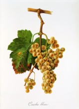 Ampelograhie. grape variety science. oenology. viticulture. grape. vine. Courbu Blanc grape.