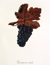 Ampelograhie. grape variety science. oenology. viticulture. grape. grapevine. Teinturier Male grape