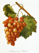 Ampelograhie. grape variety science. oenology. viticulture. grape. vine. Ahmeur Bou Hameur grape.