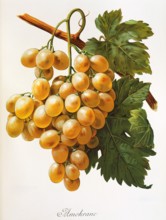 Ampelograhie. grape variety science. oenology. viticulture. grape. grapevine. Amokrane grape.