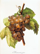 Ampelograhie. grape variety science. oenology. viticulture. grape. vine. Morocain Gris grape.