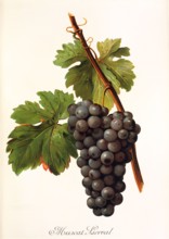 Ampelograhie. grape variety science. oenology. viticulture. grape. vine. Muscat Lierval grape.
