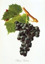 Ampelograhie. grape variety science. oenology. viticulture. grape. grapevine. Brun Fourca grape.