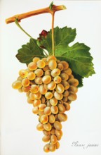 Ampelograhie. grape variety science. oenology. viticulture. grape. vine. Panse Jaune grape.