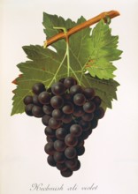 Ampelograhie. grape variety science. oenology. viticulture. grape. vine. Kechmish Ali Violet grape.