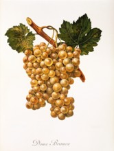 Ampelograhie. grape variety science. oenology. viticulture. grape. grapevine. Dona Branca grape.