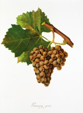 Ampelograhie. grape variety science. oenology. viticulture. grape. vine. Gamay Gris grape.