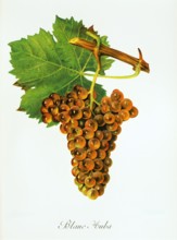Ampelograhie. grape variety science. oenology. viticulture. grape. grapevine. Blanc Auba grape.