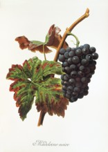 Ampelograhie. grape variety science. oenology. viticulture. grape. vine. Madeleine Noire grape.