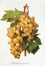Ampelograhie. grape variety science. oenology. viticulture. grape. vine. Madeleine Angevine grape.