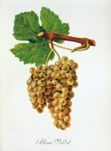 Ampelograhie. grape variety science. oenology. viticulture. grape. vine. Blanc Verdet grape.