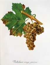 Ampelograhie. grape variety science. oenology. viticulture. grape. vine. Valteliner Rouge Precoce