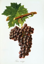 Ampelograhie. grape variety science. oenology. viticulture. grape. vine. Grec Rouge grape.
