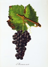 Ampelograhie. grape variety science. oenology. viticulture. grape. grapevine. Mornen Noir grape.