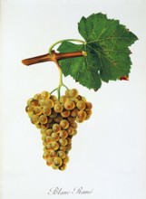 Ampelograhie. grape variety science. oenology. viticulture. grape. grapevine. Blanc Rame' grape.