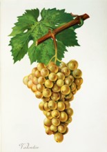 Ampelograhie. grape variety science. oenology. viticulture. grape. grapevine. Valentin grape.