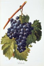 Ampelograhie. grape variety science. oenology. viticulture. grape. vine. Bibiola grape. digitally