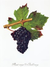Ampelograhie. grape variety science. oenology. viticulture. grape. vine. Plant Rouge de Chaudenay