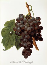 Ampelograhie. grape variety science. oenology. viticulture. grape. vine. Muscat de Hamburgh grape.