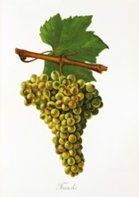 Ampelograhie. grape variety science. oenology. viticulture. grape. grapevine. Franche grape.