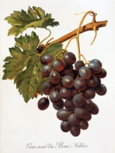 Ampelograhie. grape variety science. oenology. viticulture. grape. grapevine. Abbes grape.