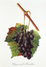 Ampelograhie. grape variety science. oenology. viticulture. grape. grapevine. Raisin Noir de