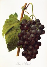 Ampelograhie. grape variety science. oenology. viticulture. grape. vine. Pince's Black grape.