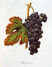 Ampelograhie. grape variety science. oenology. viticulture. grape. grapevine. Margilien grape.