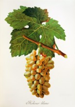 Ampelograhie. grape variety science. oenology. viticulture. grape. vine. Kokour Blanc grape.