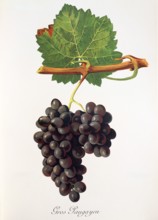 Ampelograhie. grape variety science. oenology. viticulture. grape. vine. Gros Paugayen grape.