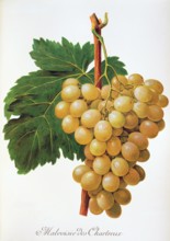 Ampelograhie. grape variety science. oenology. viticulture. grape. vine. Malvoisie des Chartreux