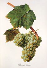 Ampelograhie. grape variety science. oenology. viticulture. grape. grapevine. Pascal Blanc grape.
