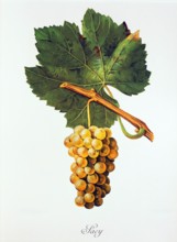 Ampelograhie. grape variety science. oenology. viticulture. grape. grapevine. Albourla grape.
