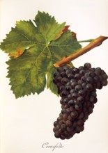 Ampelograhie. grape variety science. oenology. viticulture. grape. grapevine. Cornifesto grape.