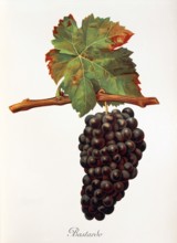 Ampelograhie. grape variety science. oenology. viticulture. grape. grapevine. Bastardo grape.