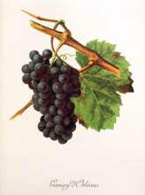 Ampelograhie. grape variety science. oenology. viticulture. grape. vine. Gamay d'Orleans grape.