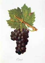 Ampelograhie. grape variety science. oenology. viticulture. grape. grapevine. Cornet grape.